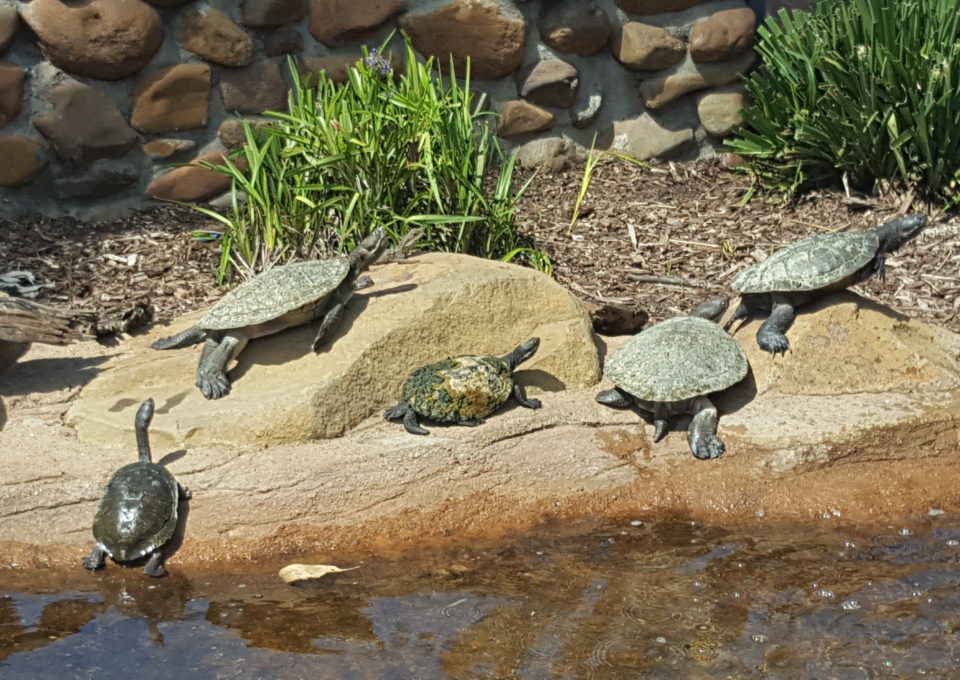 Eastern Long Neck Turtle | Oakvale Wildlife