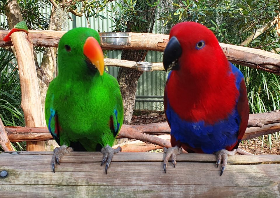 Eclectus Parrot | Oakvale Wildlife