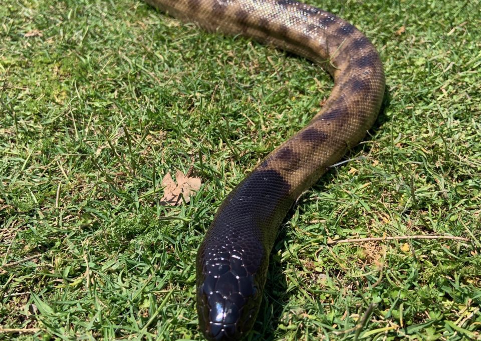Black-headed Python | Oakvale Wildlife