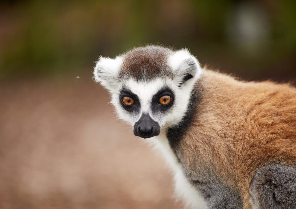 Lemur Island | Oakvale Wildlife