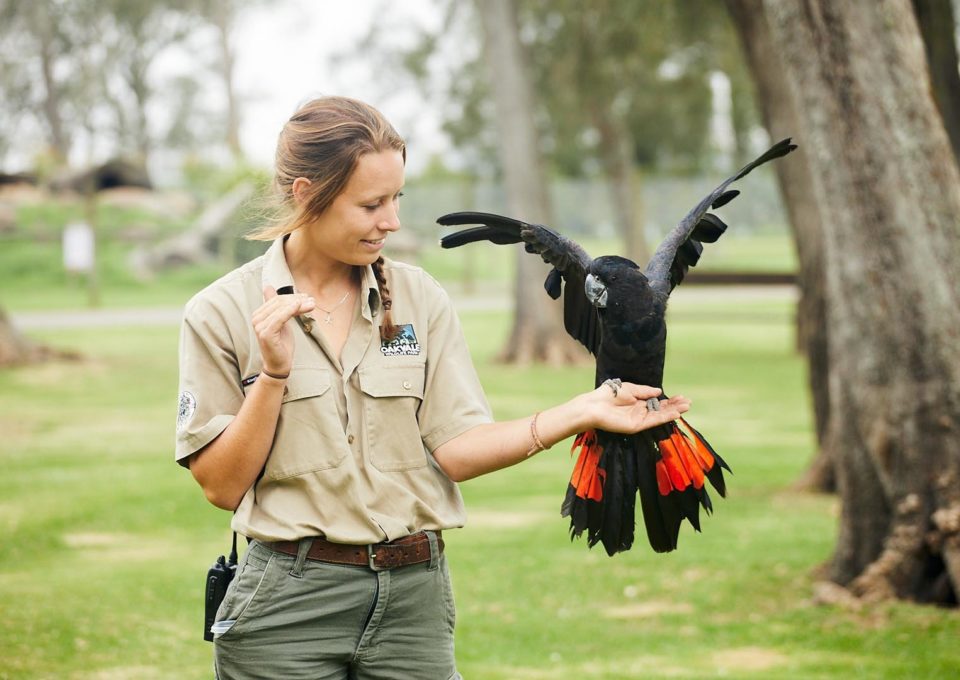 Red-Tailed Black Cockatoo | Oakvale Wildlife