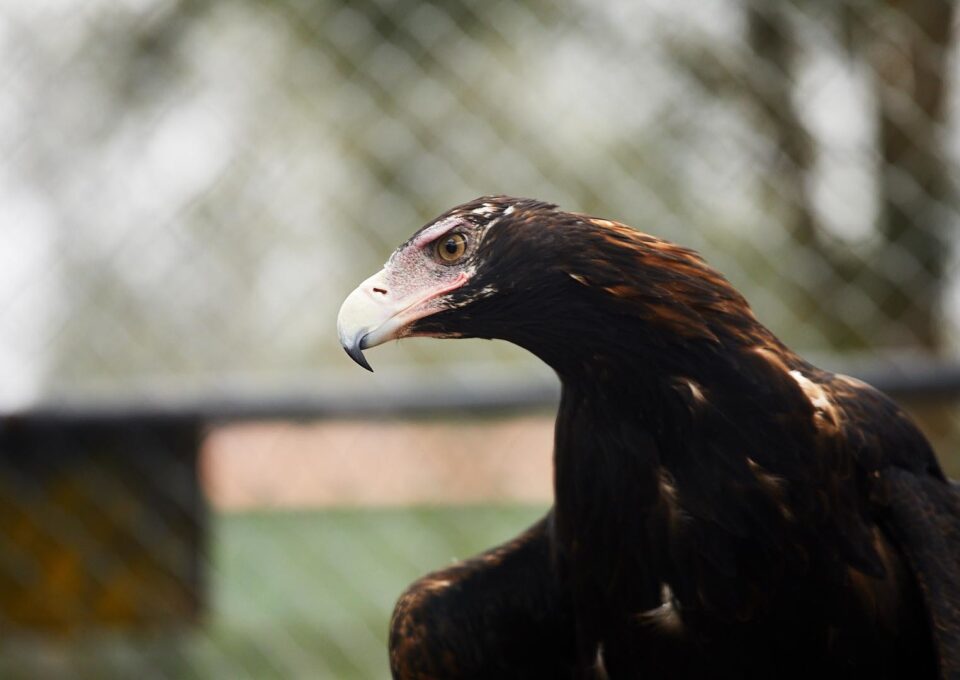 Tweety the Wedge-Tailed Eagle Story | Oakvale Wildlife
