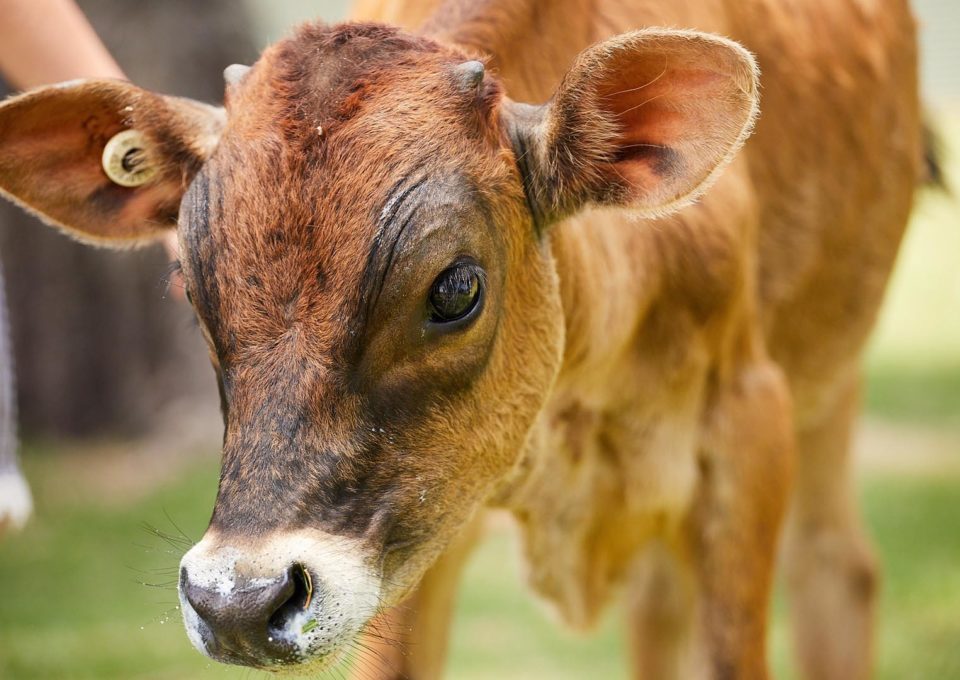 Jersey Cow | Oakvale Wildlife