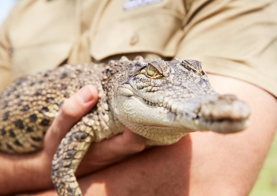 Salt Water/Estuarine Crocodile | Oakvale Wildlife