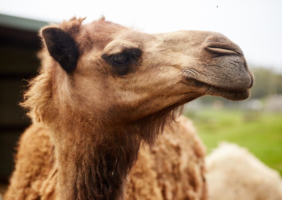 Arabian Camel | Oakvale Wildlife