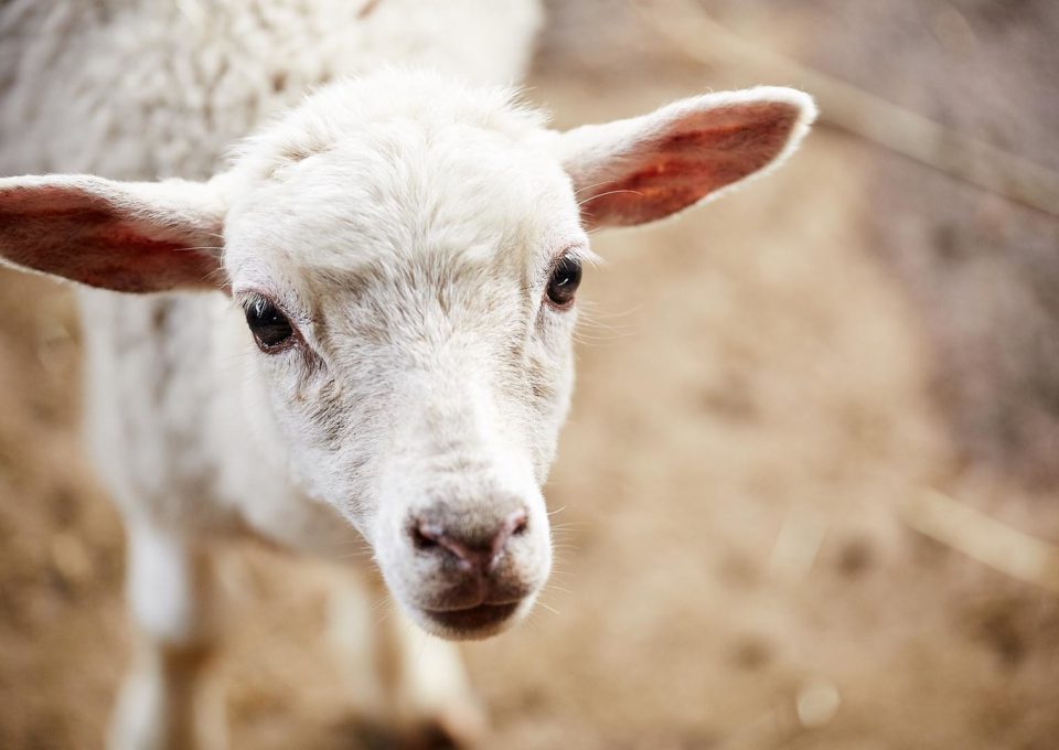 Domestic Sheep | Oakvale Wildlife