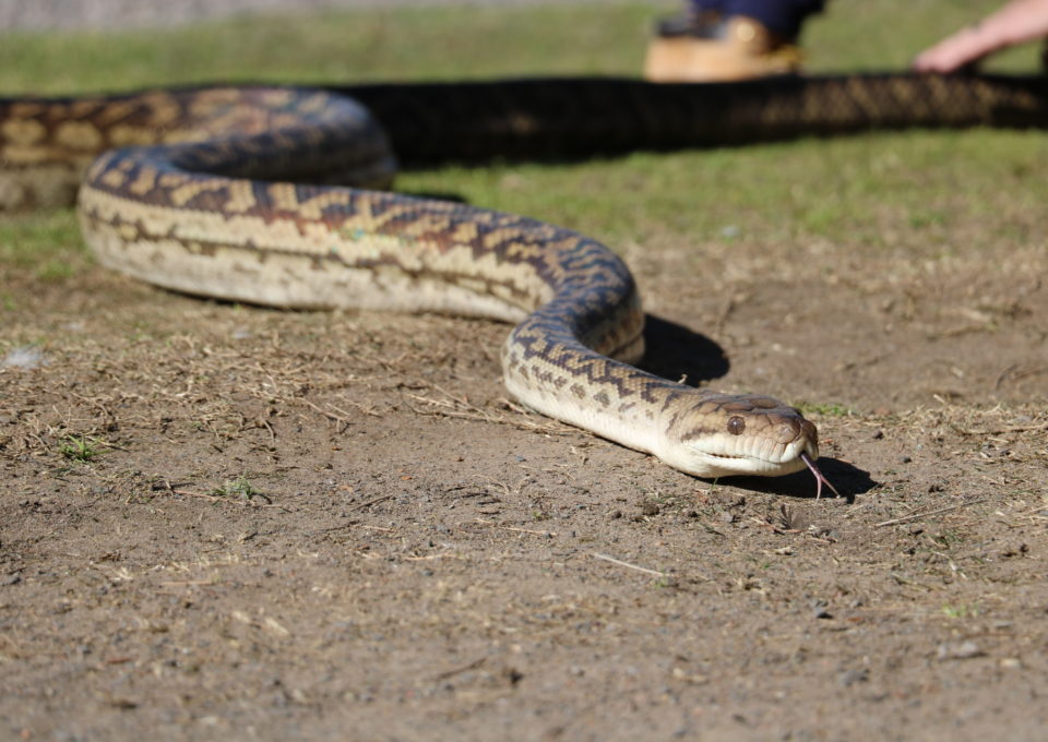 Australian Scrub Python | Oakvale Wildlife