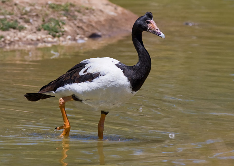 Magpie Goose | Oakvale Wildlife