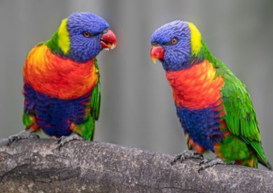 Rainbow Lorikeet | Oakvale Wildlife