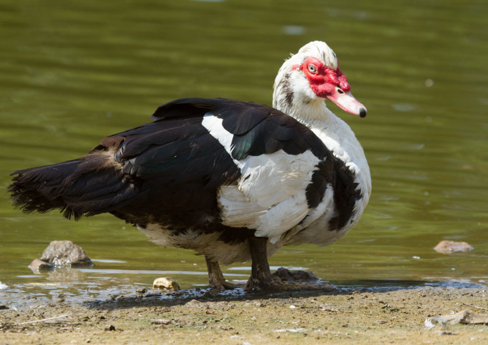 Muscovy Duck | Oakvale Wildlife