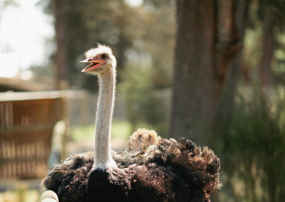 Ostrich | Oakvale Wildlife