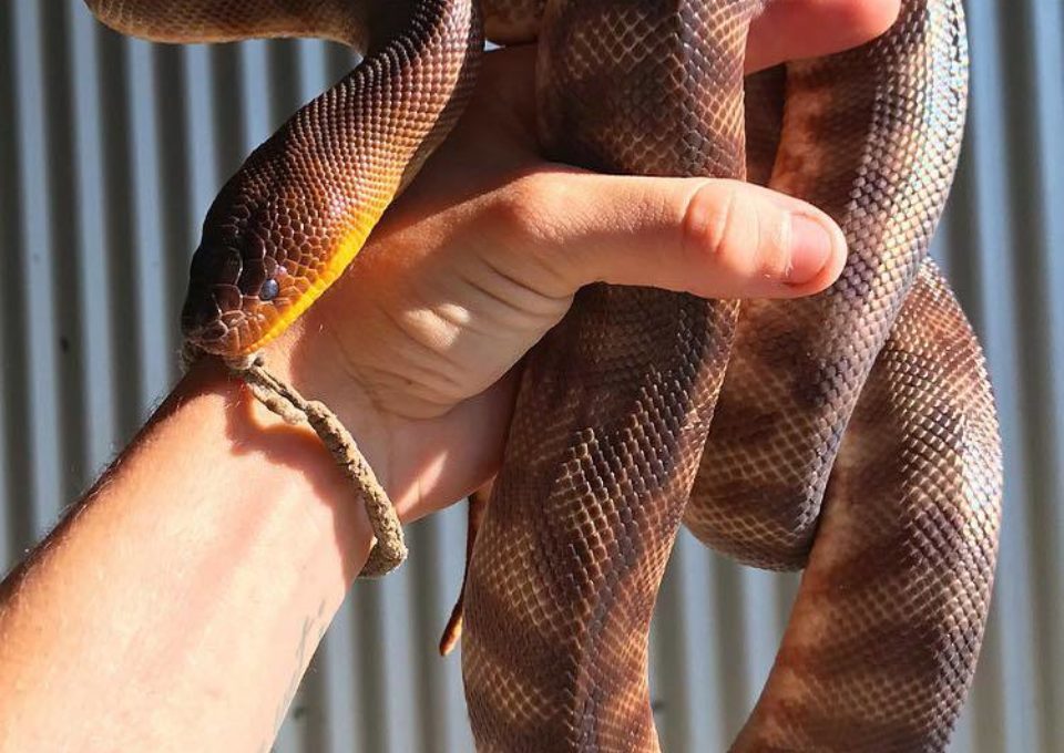 Woma Python | Oakvale Wildlife