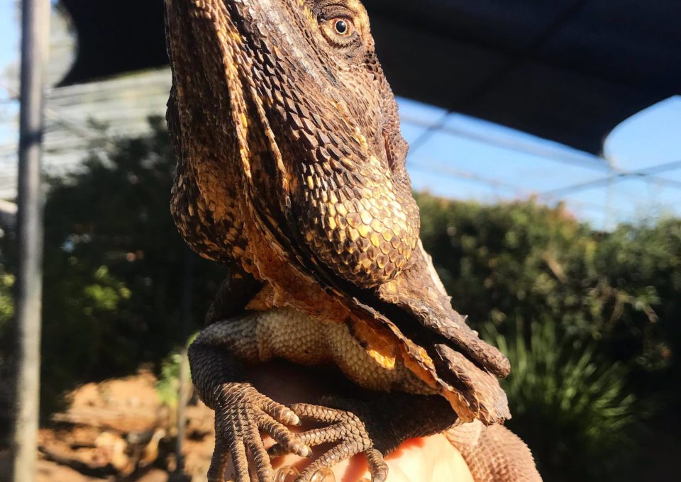 Frilled Neck Lizard | Oakvale Wildlife