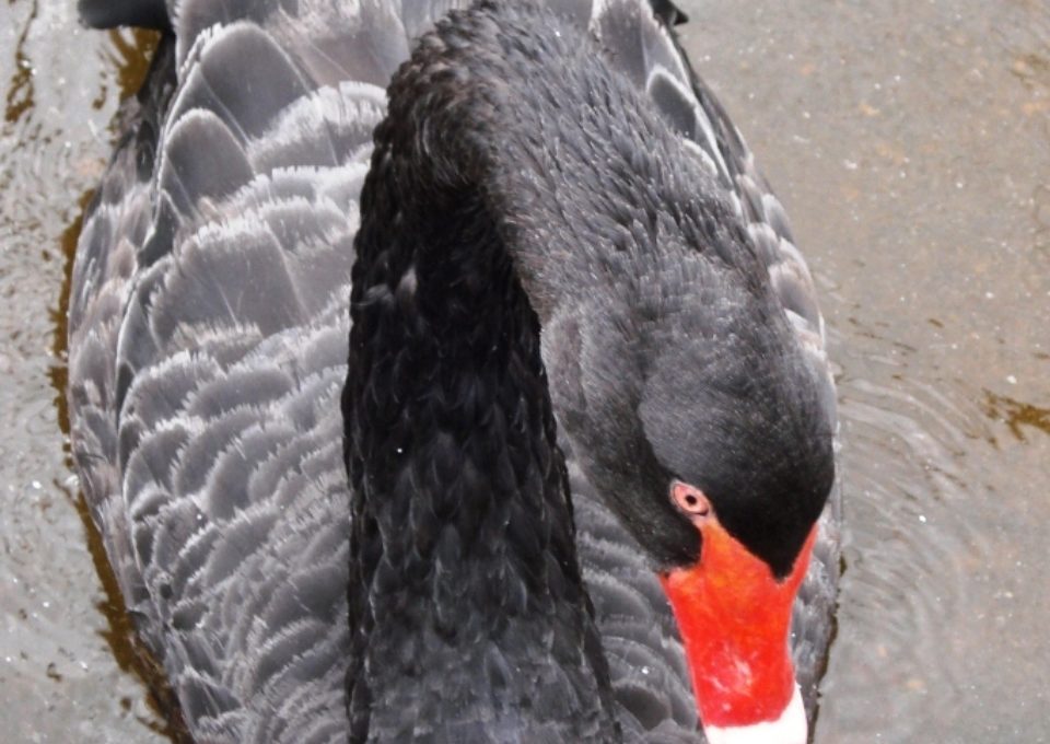 Black Swan | Oakvale Wildlife