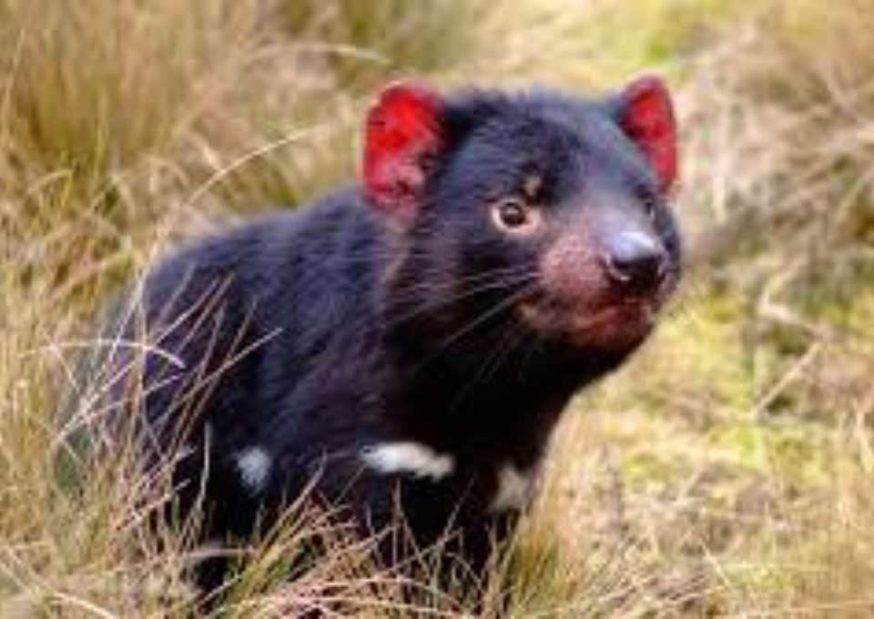 Tasmanian Devil | Oakvale Wildlife