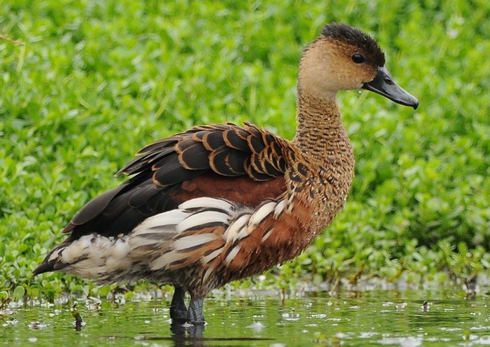 Wandering Whistling Duck | Oakvale Wildlife