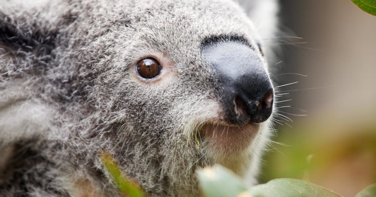 Koala, Our Animals