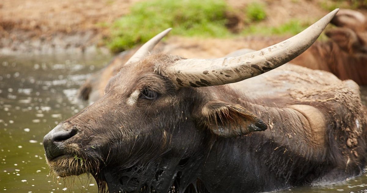 Water Buffalo | Our Animals | Oakvale Wildlife