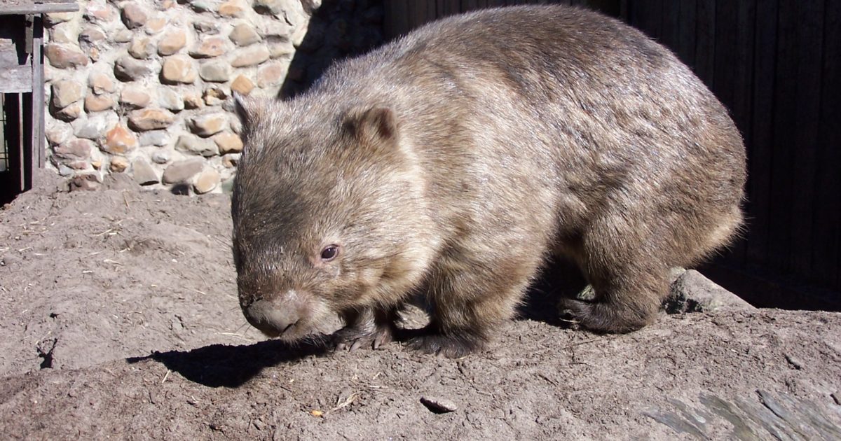Common Wombat Our Animals Oakvale Wildlife