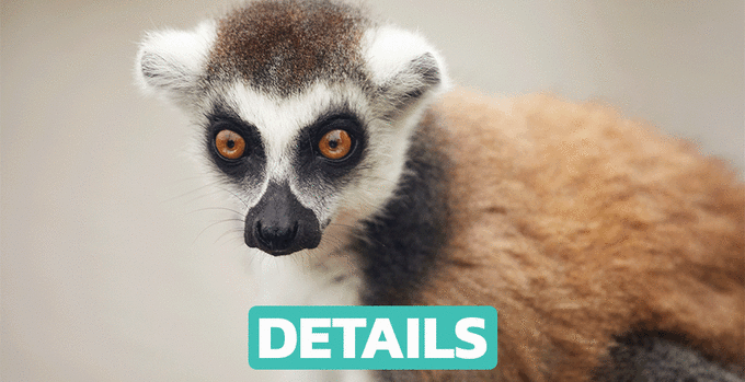 Ring-Tailed Lemur Encounter