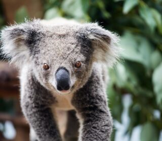 Koala Talk | Oakvale Wildlife