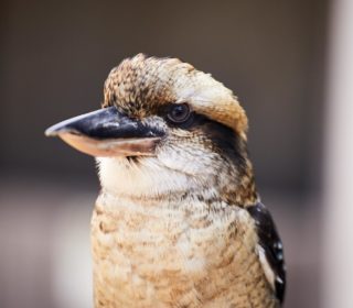 Bird Encounter! | Oakvale Wildlife