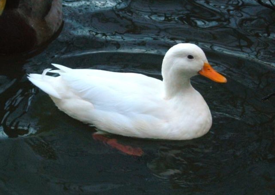 Aylesbury Duck | Oakvale Wildlife