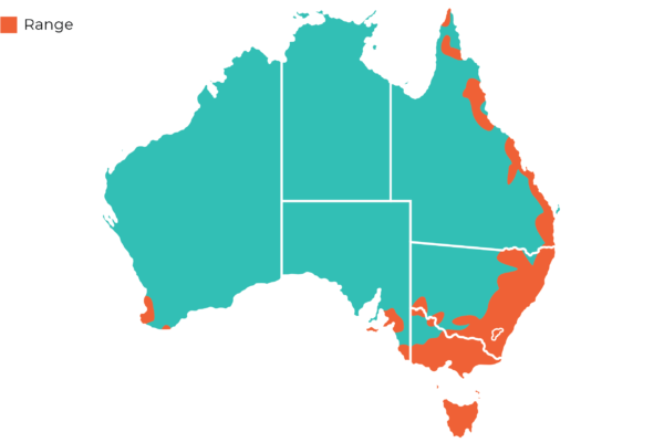 Oakvale Distribution Maps Common Ringtail Possum