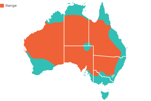 Oakvale Distribution Maps Red Kangaroo
