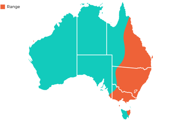 Oakvale Distribution Maps png Eastern Grey Kangaroo